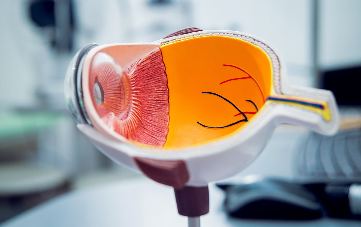 Ein anatomisches Querschnittmodell des menschlichen Auges zeigt detailliert die Linse, die Iris, den Glaskörperraum und den Sehnerv.