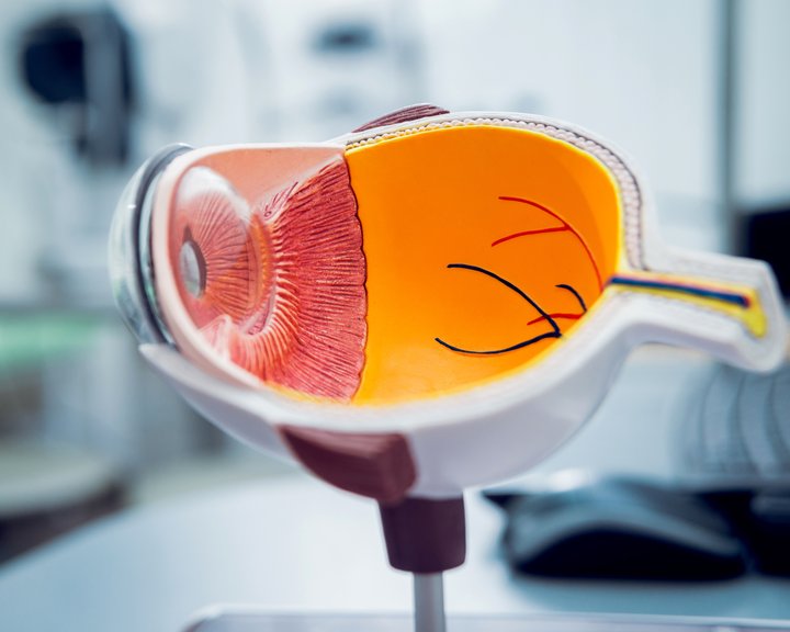 Ein anatomisches Querschnittmodell des menschlichen Auges zeigt detailliert die Linse, die Iris, den Glaskörperraum und den Sehnerv.