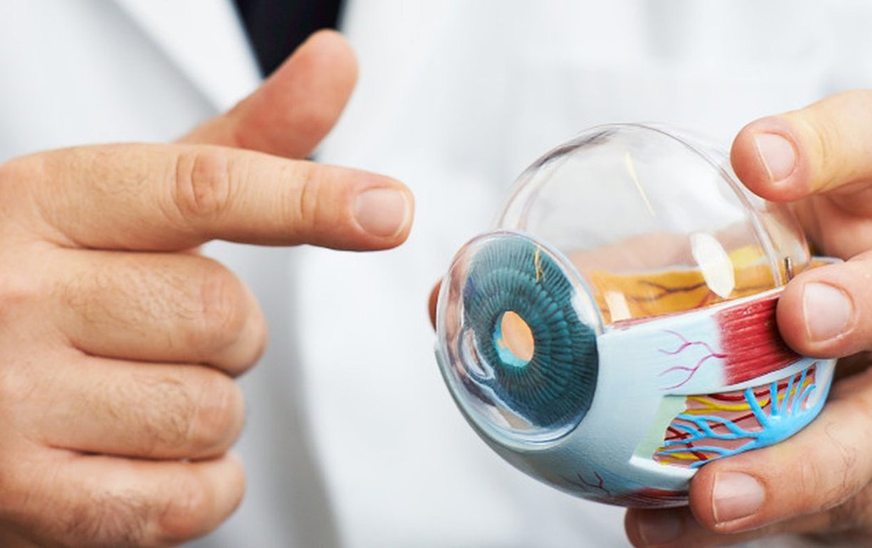 Ein Arzt in weißem Kittel hält ein anatomisches Modell des menschlichen Auges in den Händen und zeigt auf die Iris.